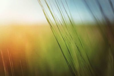 Close-up of plant against blurred background
