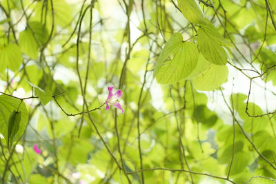 Close-up of purple flowering plant