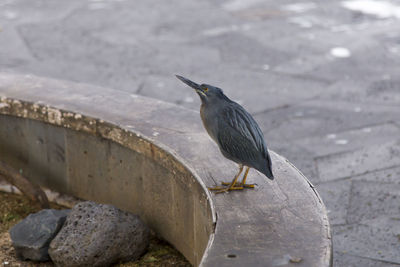 Close-up of bird perching on rock