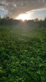 Scenic view of field against sky during sunset