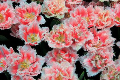 Close-up of pink flowers