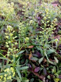 Close-up of fresh green plants