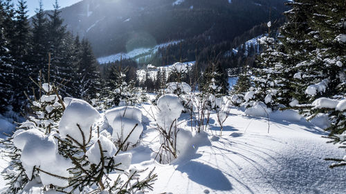 Snow covered trees on field