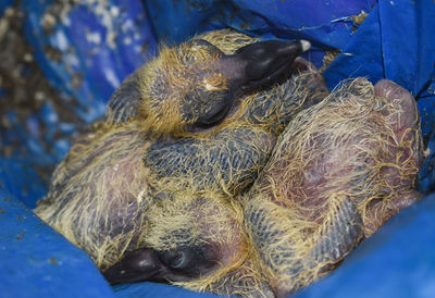 Close-up of baby pigeon sleeping