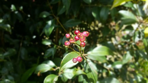 Close-up of flowers growing on tree