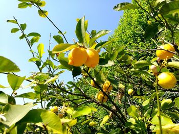 Low angle view of fruits growing on tree