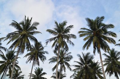 Low angle view of coconut palm trees against sky