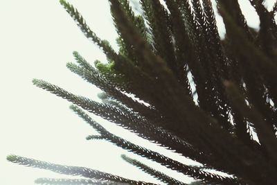 Close-up of snow on tree