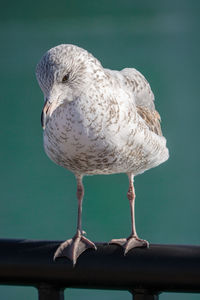 Seagull perched and watching you on a vibrant sunny day of winter