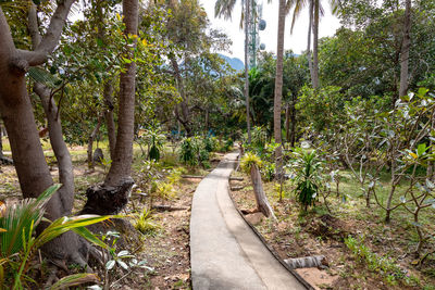 Footpath amidst trees in forest