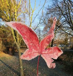 Low angle view of maple tree against sky
