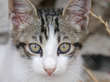 Close-up portrait of tabby cat