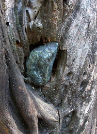 Close-up of tree trunk