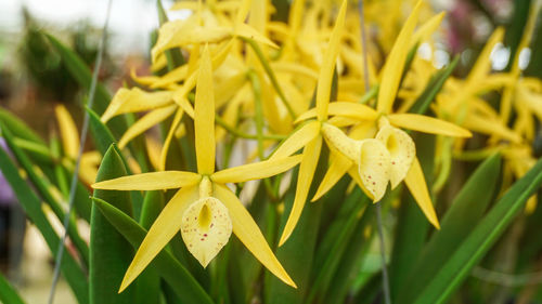 Close-up of yellow flowering plant