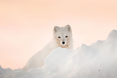 An arctic fox stands in the snow and looks into the frame against the backdrop of the sunset sky. 