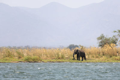 View of elephant walking in water