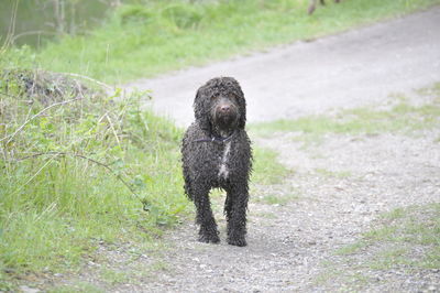 Black and white dog wet after being in the canal