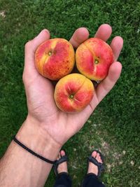 High angle view of person holding apricots 