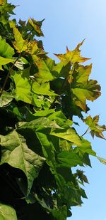 Low angle view of maple leaves against sky