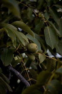 Close-up of plant