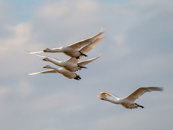 Low angle view of swans flying against sky