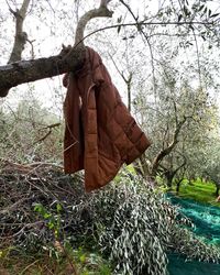 Clothes hanging on bare tree against sky