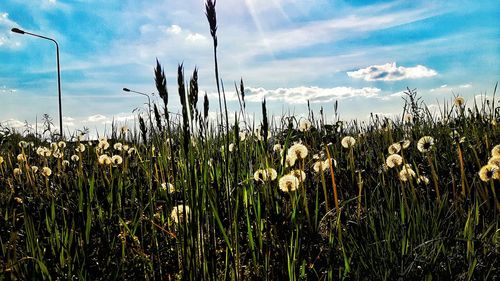 Plants growing on field against cloudy sky