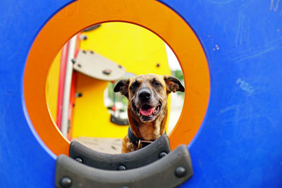 Portrait of dog in swimming pool