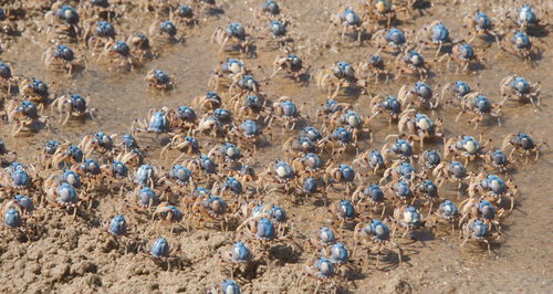 High angle view of crabs at beach