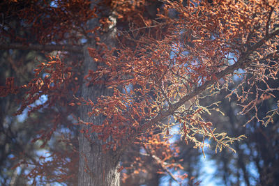 Low angle view of autumn leaves on tree