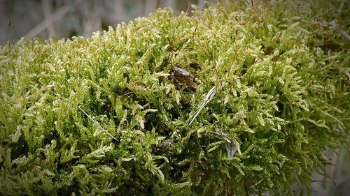 Close-up of plants