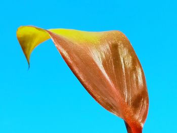 Close-up leaf of sky