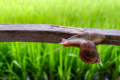 Close-up of snail on grass