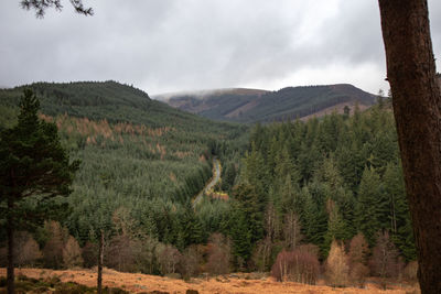 Scenic view of trees growing on field against sky