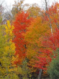 Silhouette of trees during autumn