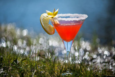 Drink garnished with yellow flower with lemon slice on grassy field