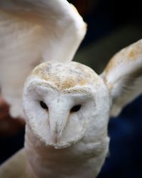 Close-up of owl