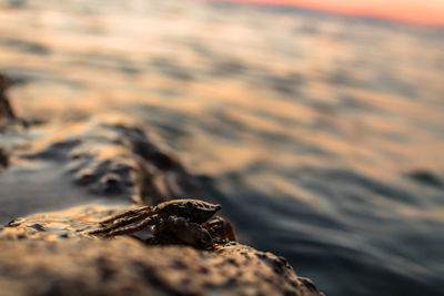 Close-up of lizard on rock