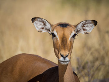 Close-up portrait black faced impala in moremi national park, botswana, africa