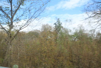 Trees in forest against sky