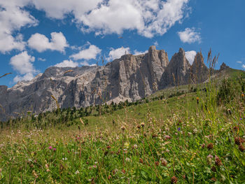 Scenic view of grassy field against sky