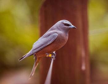 Close-up of bird perching outdoors