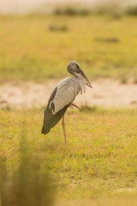 Side view of a bird on field