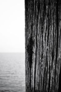 Close-up of tree trunk by sea against clear sky