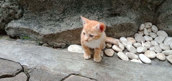 High angle view of cat on rock