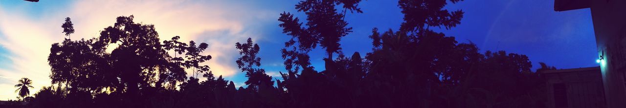 Low angle view of silhouette trees against sky at sunset