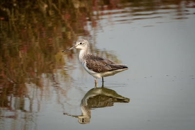 Side view of a bird in lake