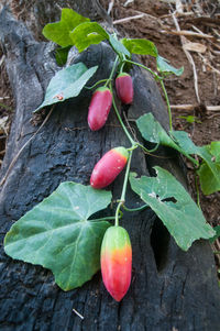 Close-up of fruits on tree