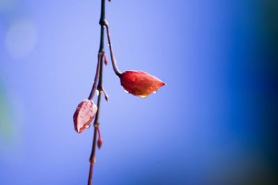 Close-up of red berries