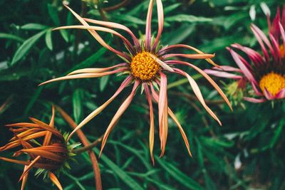 Close-up of orange flower